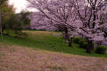 大阪豊中・島熊山緑地の夕暮れに咲く桜の風景