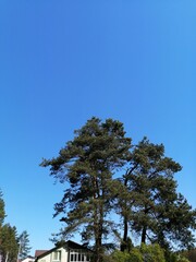 tree on a background of blue sky