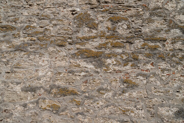 ants on the rock