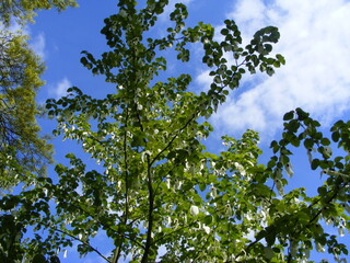 countryside, green,tree branches, blue sky