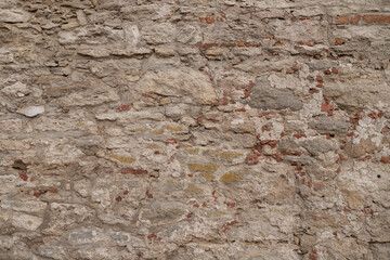 red ant on the stone