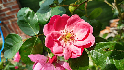 Obraz premium 장미꽃