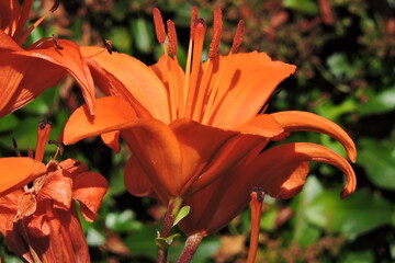 Lilia Azjatycka orange