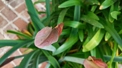 Obraz premium 아마릴리스 Amaryllis 