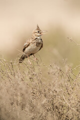 Crested Lark in its habitat