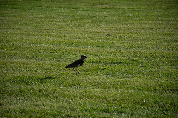 bird in the field