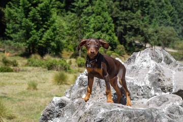 dog La Marquesa park