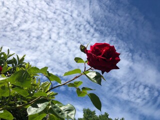 rose in the sky
