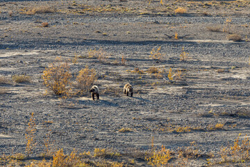 Grizzly Bear Sow and Cubs in Denali National Park Alaska in Autumn