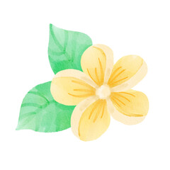 Watercolor flowers with leaves, hand drawn colorful tropical hibiscus, isolated on white background.
