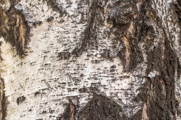 Birch bark, tree bark texture