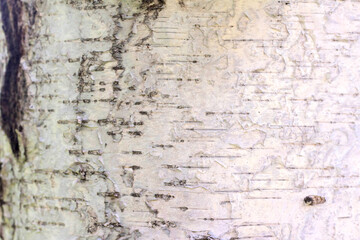 Birch bark, tree bark texture