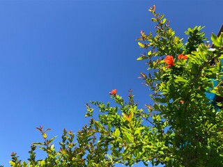 yellow flowers against blue sky