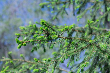 Branches of a young fir tree with small cones