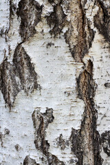 Birch bark, tree bark texture