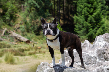 dog La Marquesa park