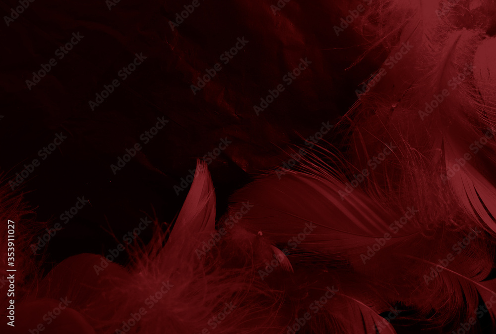 Wall mural beautiful abstract white and red feathers on black background and soft white feather texture on red 