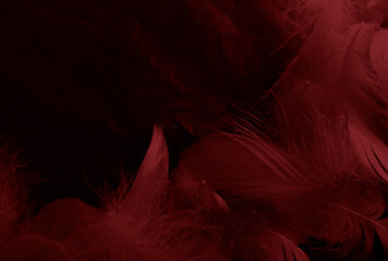 Beautiful abstract white and red feathers on black background and soft white feather texture on red...