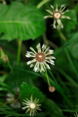 White dandelion after spring rain