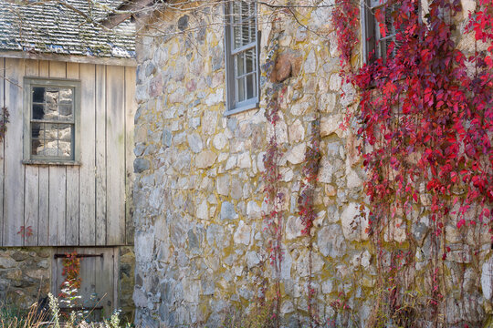 Colorful red vines and ivy growing on the side of a old stone farm home