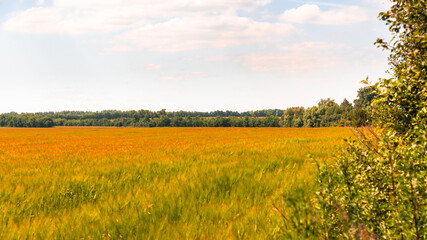 Fototapeta premium autumn nature in the steppe part of Russia in summer