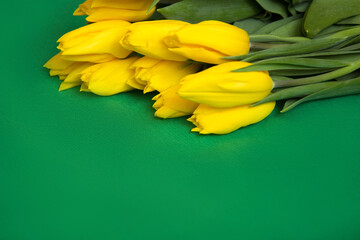 Yellow tulips lie on a green plain background. Spring bouquet.