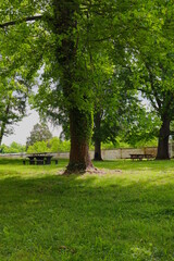 Fototapeta na wymiar Picnic Tables in the Park in Summer