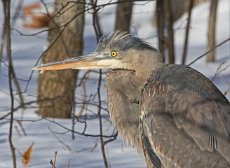 great blue heron