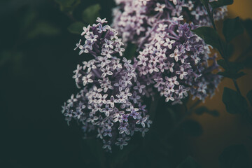 purple lilac among the green leaves on the bush in the spring garden