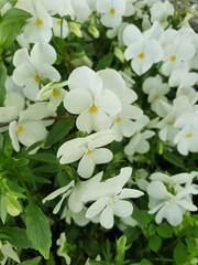  spring small white pansies growing in the garden among green leaves