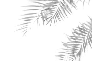 The shadow of the palm leaves black and white monochrome image.