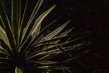 Fototapeta premium naturaleza
