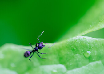 Black ant on green leaves on a natural background - Image