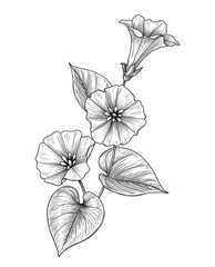 Hand Drawn Bindweed Flower with Leaves