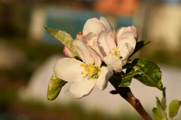 A blooming apple tree in home garden