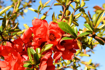 a blooming chaenomelis