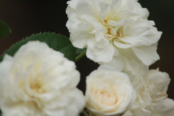 white roses