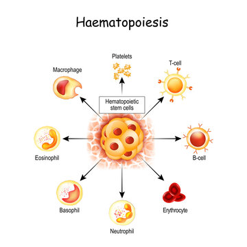 Haematopoiesis is the formation of blood cells. hemocytoblast in red bone marrow, white and red blood cells, Macrophage and Platelets.