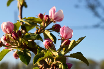 A blooming apple tree in home garden
