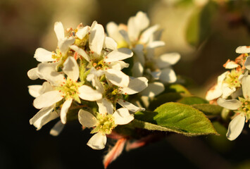 A blooming shadberry tree