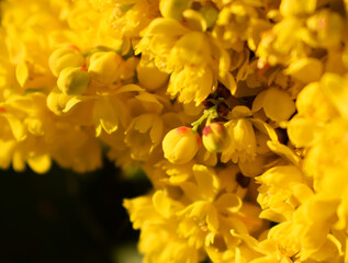 a blooming hollow mahonia