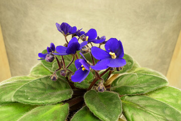 a blooming violet of home collection