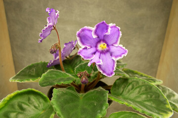 a blooming violet of home collection