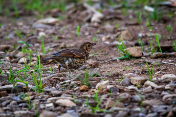 Song thrush
