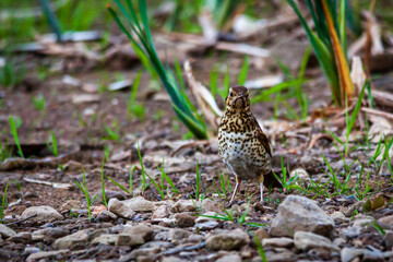 Song thrush