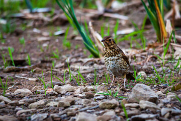 Song thrush