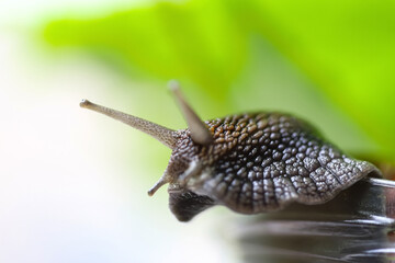 Garden snails. Large, medium and small. Close up on green leaves. Macro, concept, clean ecology.