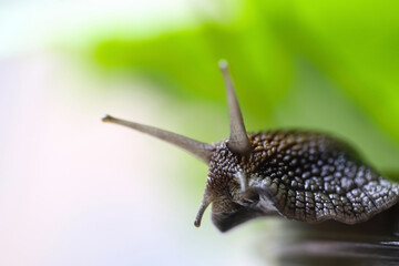 Garden snails. Large, medium and small. Close up on green leaves. Macro, concept, clean ecology.