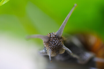 Garden snails. Large, medium and small. Close up on green leaves. Macro, concept, clean ecology.