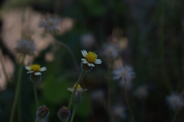 Tridax procumbens, commonly known as coatbuttons or tridax daisy, is a species of flowering plant in the daisy family. It is best known as a widespread weed and pest plant. 